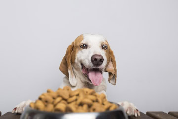 Uso del pirofosfato tetrasódico en alimentos para perros