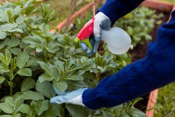 Formas de aplicar fertilizantes líquidos solubles